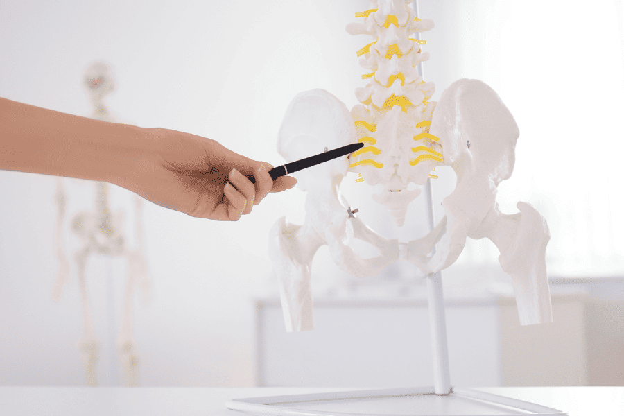 Hip skeletal model 